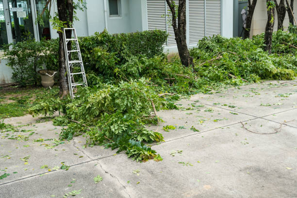 Best Emergency Storm Tree Removal  in USA